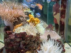 -太平洋海底世界