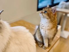 -有喵·猫咖·狗咖·30几只猫10只小狗(岗厦店)