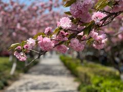 -高东镇樱花园