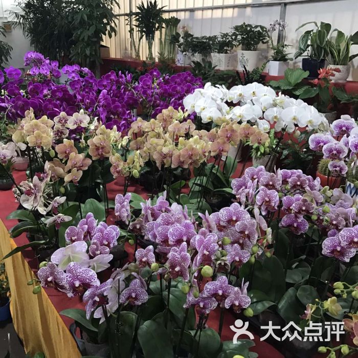 龙大花卉市场-图片-上海购物-大众点评网