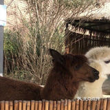 魔都春游打卡必来——亚马逊公园萌宠乐园