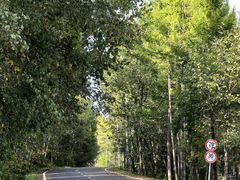 -五营红松林海景区