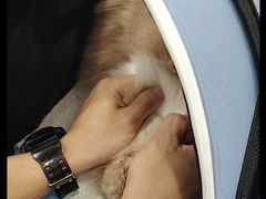 -博特宠物医院24h犬猫全科.骨科·异宠