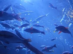 -太平洋海底世界