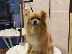 -FAELING PETS美天灵宠物(富力广场店)