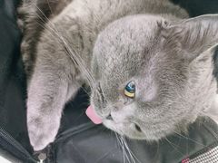 -乖乖宠物医院·猫科·急重症中心(车站北路分院)