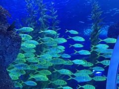 -芜湖新华联大白鲸海洋公园