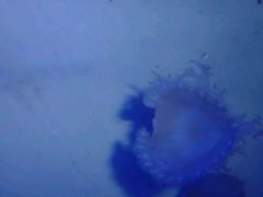 -洛阳龙门海洋馆