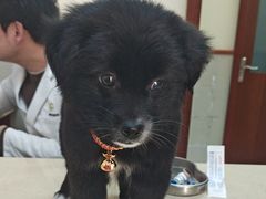 -艾贝尔宠物医院 ·内科全科(梁溪路店)