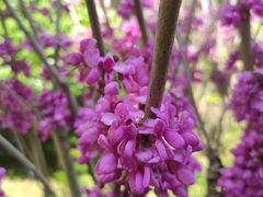 -上海鲜花港