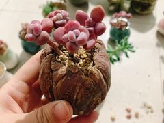 -中环花鸟鱼虫市场