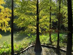 -云溪植物园