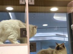 -屋虎猫馆(宝安大仟里店)