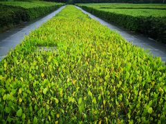 -白塘生态植物园