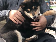 -柴犬高等学院·狗咖·柴犬售卖·宠物训练