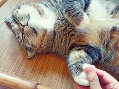 -MOCHA明星猫咖(田子坊店)