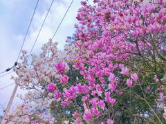 -铁山坪森林公园