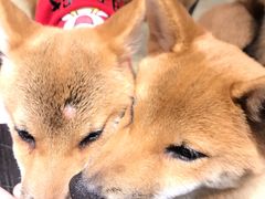 -逗柴咖啡屋·狗咖猫咖宠物桌游