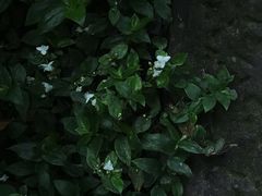 -成都市活水公园