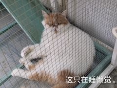 -喵屿·大理花园猫咖
