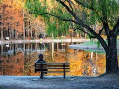 -上海共青森林公园