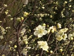 iphone_upload_pic-林屋洞景区