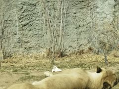 -北京野生动物园