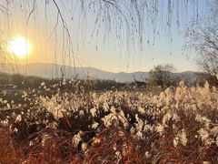 -长兴太湖图影湿地文化园