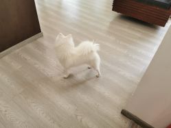 -后宫·古装汉服京剧儿童亲子全家福摄影