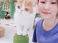 -飞行喵MR PILOT|猫舍·猫咖(静安大融城店)