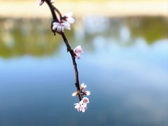 -桃花堤公园