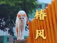 -椿风·养身茶饮(吉大店)