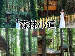 -日照海滨国家森林公园