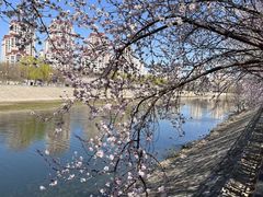 -桃花堤公园