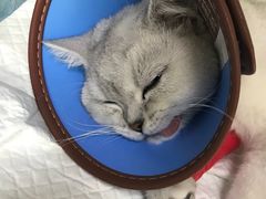 -芭比堂动物医院·犬猫全科·异宠专科(雁塔分院)