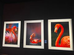 -罗红摄影艺术馆