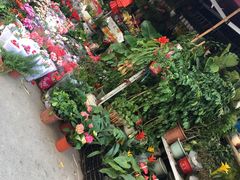 -溪岸路花鸟市场