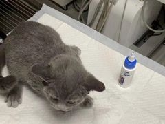 -纳吉亚猫专科动物医院(康都外科中心)