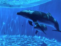 -西海国立公园九十九岛水族馆