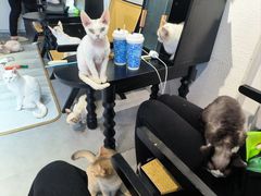 -琪喵猫屋·撸猫猫咖·猫舍
