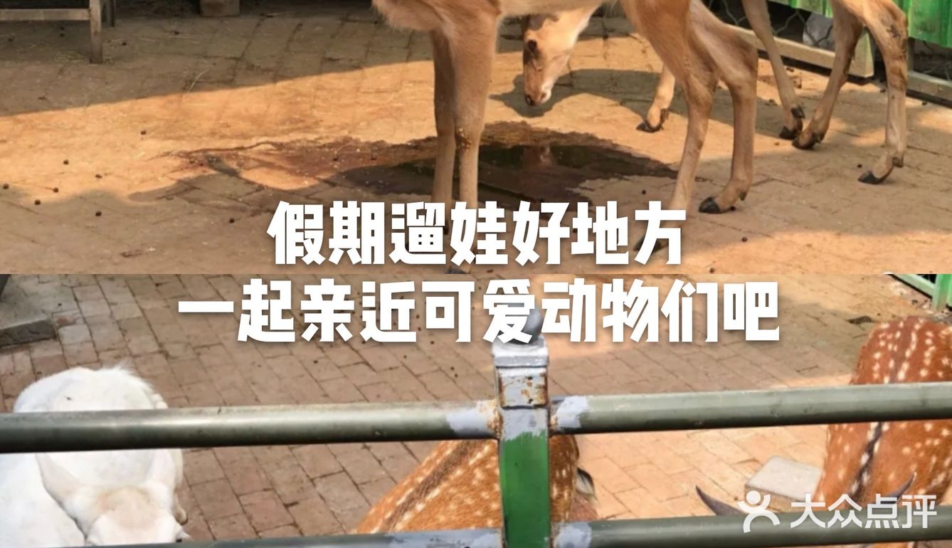 假期来遛娃🎈一起亲近可爱动物们吧😘