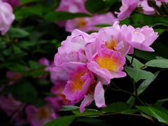 -北京植物园-展览温室