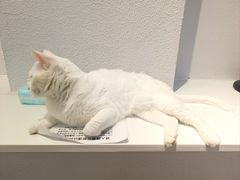 -琪喵猫屋·撸猫猫咖·猫舍