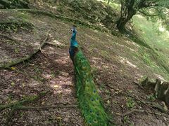 -吉隆坡雀鸟公园