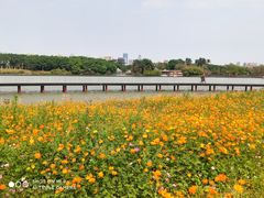 -海珠湖公园