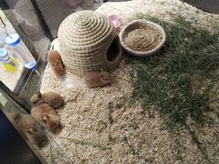 -宠物世家(仲盛世界商城店)
