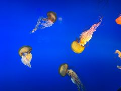 -太平洋海底世界