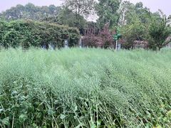 -洪湖家庭农场·团建·露营·会议