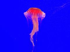 -上海海洋水族馆