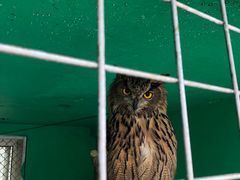 -西霞口神雕山野生动物世界